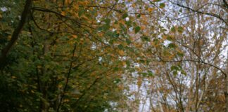 The Autumn Coat That Becomes Your Entire Personality Autumn Coat