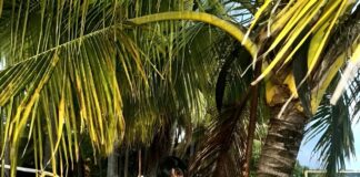 The Respectability Trap: The Dangers of Misogynoir & Bystanders Abroad By: Bianca Monet