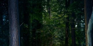 For the Love of Trees: Clíodhna Ní Aodáin Brings Nature to Music Clíodhna Ní Aodáin